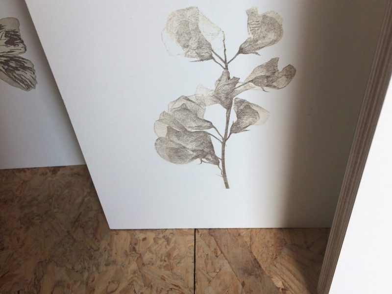 Herbarium