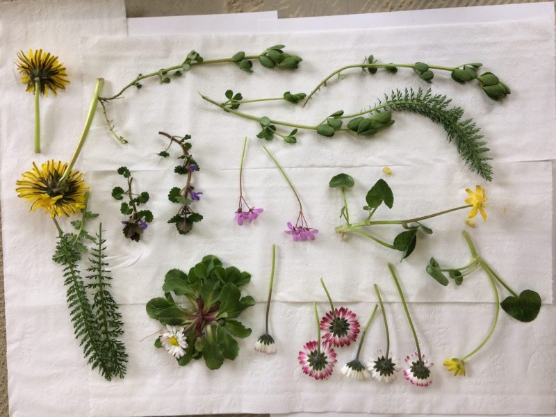Herbarium droogbloemen